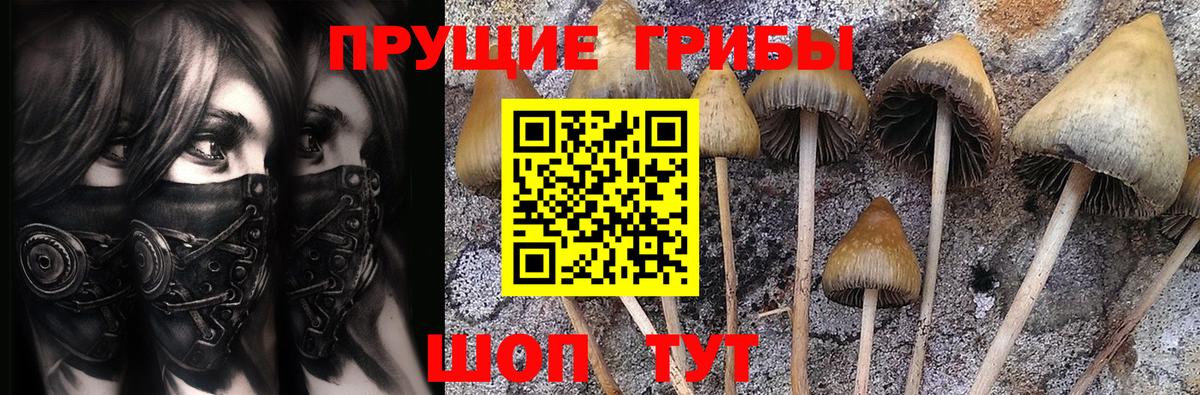 Псилоцибиновые грибы GOLDEN TEACHER Кызыл